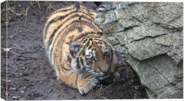 Siberian tiger, Panthera tigris altaica.Tiger cubs Canvas Print by Irena Chlubna