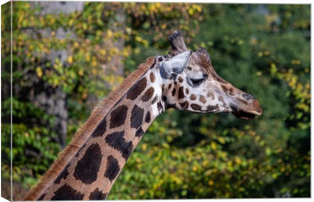 Close-up of giraffe head against trees Canvas Print by Irena Chlubna