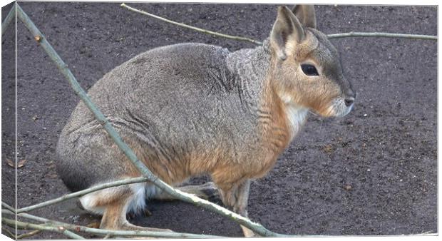 Patagonian mara, Dolichotis patagonum, sitting and resting, watching for danger Canvas Print by Irena Chlubna