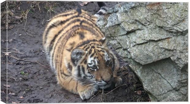 Siberian tiger, Panthera tigris altaica. Tiger cubs Canvas Print by Irena Chlubna