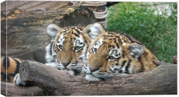 Siberian tiger, Panthera tigris altaica.Two tiger cubs Canvas Print by Irena Chlubna