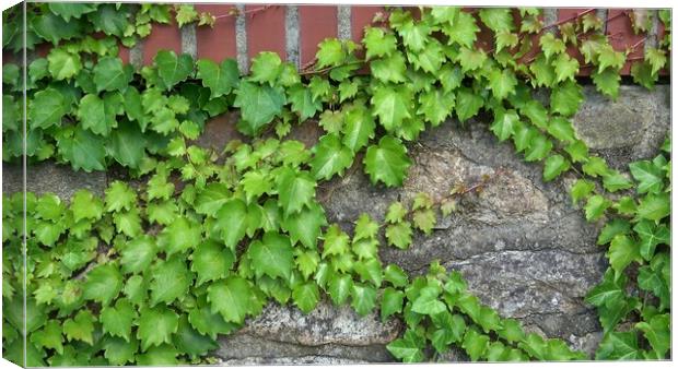 Green ivy vines on the stone wall (Hedera) Canvas Print by Irena Chlubna