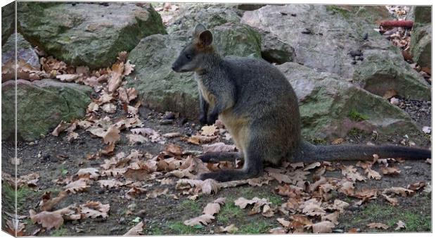 Swamp wallaby (Wallabia bicolor). Also commonly known as black wallaby, black-tailed wallaby, fern wallaby, black pademelon, stinker, black stinker. Canvas Print by Irena Chlubna