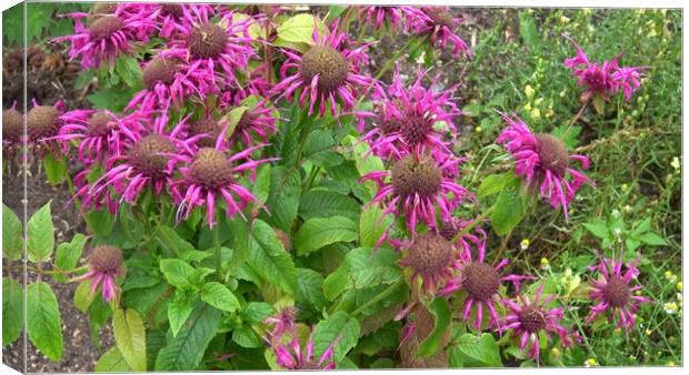 Medicinal herb. Monarda didyma (Scarlet beebalm) blooming in the garden Canvas Print by Irena Chlubna