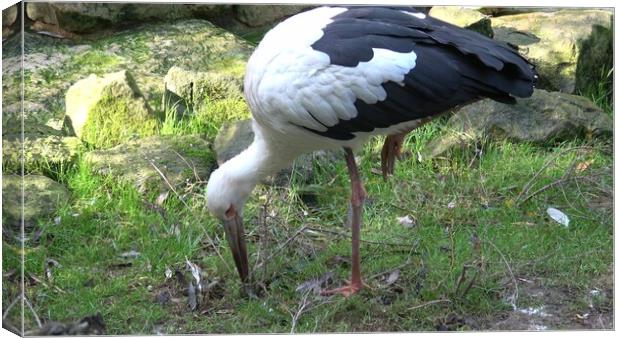 White stork (Ciconia Ciconia) looking for food in the grass Canvas Print by Irena Chlubna
