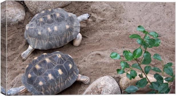 Madakascar tortoise (Pyxis arachnoides).Tortoise is walking on the ground Canvas Print by Irena Chlubna