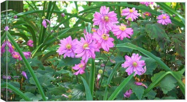 Closeup of a pink flowers with green leaves. Flowers in nature Canvas Print by Irena Chlubna