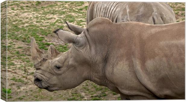 Southern white rhinoceros (Ceratotherium simum simum). Canvas Print by Irena Chlubna