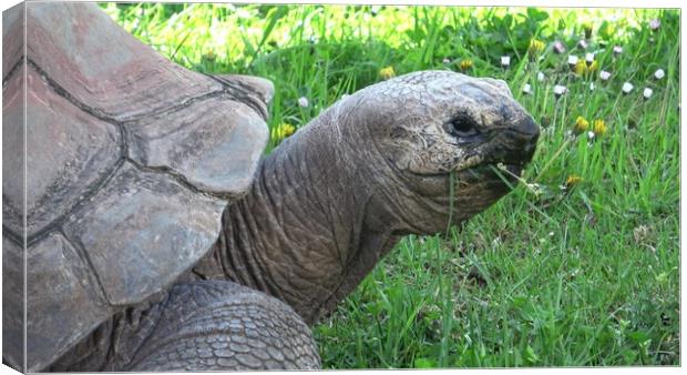 Aldabra giant tortoise (Aldabrachelys gigantea) eating grass Canvas Print by Irena Chlubna