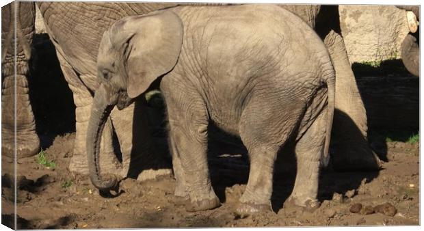 One african elephant cub (loxodonta africana) standing inbetween adults Canvas Print by Irena Chlubna