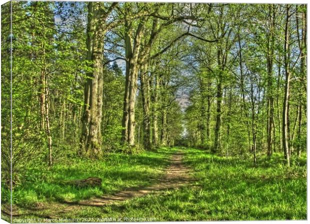 Salcey Forest in Spring Canvas Print by Marco Mannucci