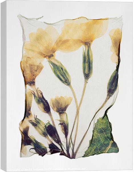 Beautiful Polaroid Lift of a Pressed Wild Primrose Flower Canvas Print by Paul E Williams