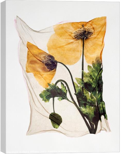 Beautiful Polaroid Lift of a Pressed Wild Welsh Poppy Flower Canvas Print by Paul E Williams