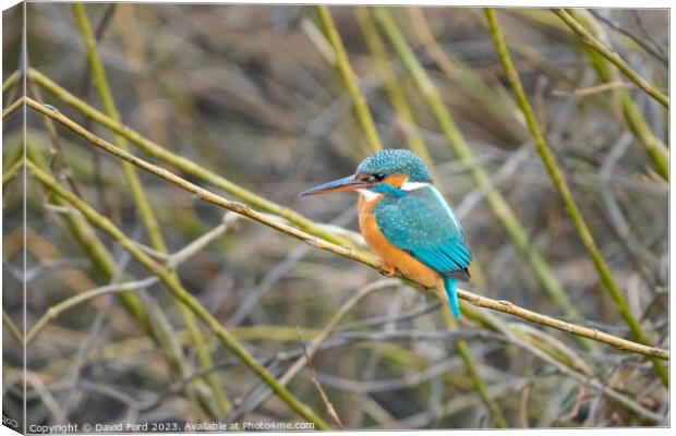 kingfisher Canvas Print by David Ford