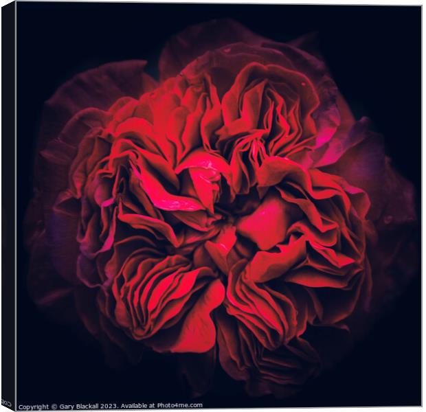 Natures Depth, a Peony to be Discovered Canvas Print by Gary Blackall