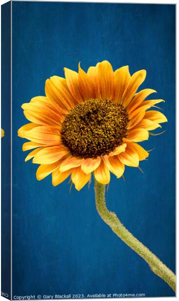 Sunflower Canvas Print by Gary Blackall
