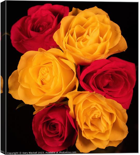 Say it with Roses Canvas Print by Gary Blackall