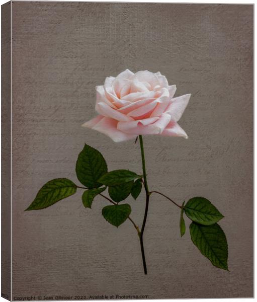 Pale Pink Rose Canvas Print by Jean Gilmour