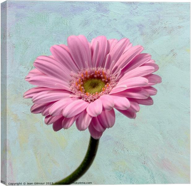 Gerbera on Textured Background Canvas Print by Jean Gilmour