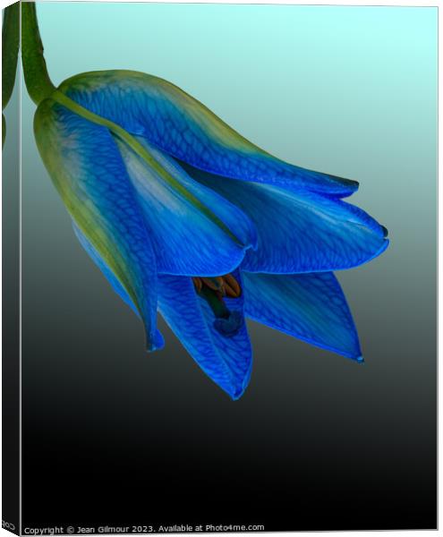 Blue Lily Canvas Print by Jean Gilmour