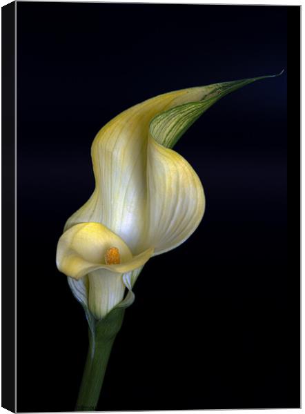 Calla Lily Canvas Print by Jean Gilmour