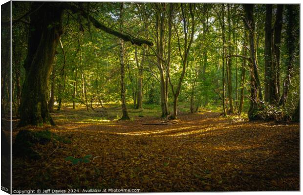 Forest Shadows Canvas Print by Jeff Davies