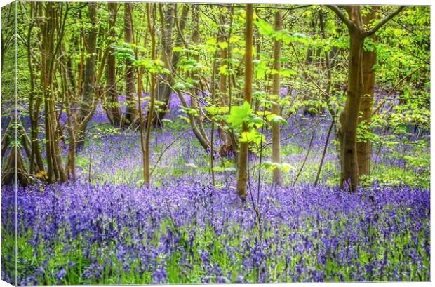 Bluebell walks in the sunshine Canvas Print by Tony lopez