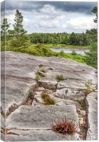 Walking at Cragside in Northumberland  Canvas Print by Tony lopez