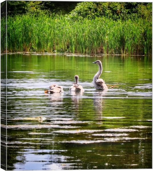 Cygnets enjoying the afternoon sun.  Canvas Print by Tony lopez