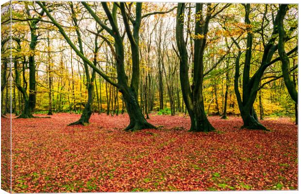 Autumn Woods Canvas Print by James Elkington