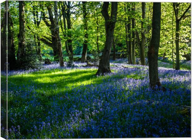 Bluebell Woods at Springtime Canvas Print by James Elkington
