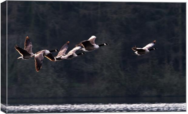 Canada Geese in Flight Canvas Print by James Elkington