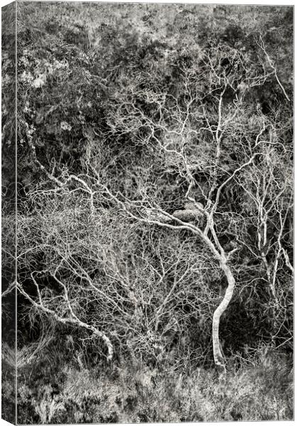 Skeletal Trees, Strathcarron Canvas Print by Kevin Howchin