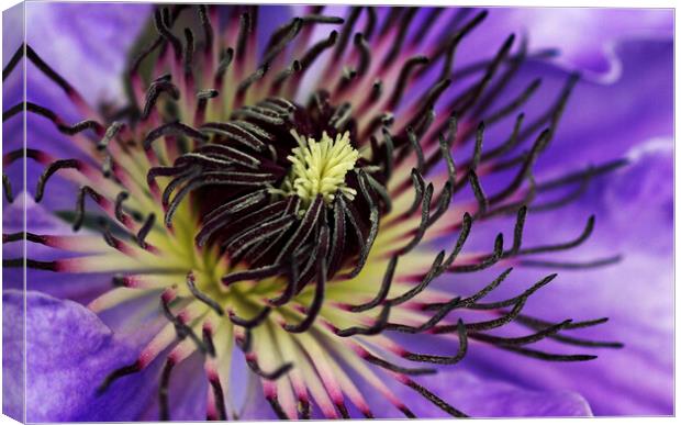 Beautiful clematis flower Canvas Print by Kevin Howchin