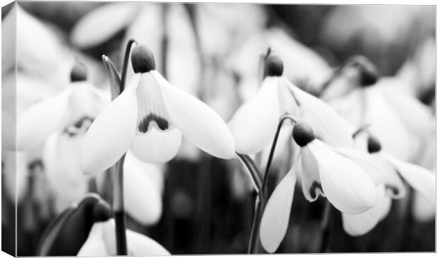 Snowdrops - Galanthus 'Mrs. Backhouse Number Twelve' Canvas Print by Kevin Howchin