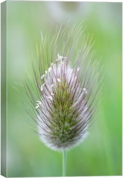 Hare's-tail grass flower head Canvas Print by Kevin Howchin
