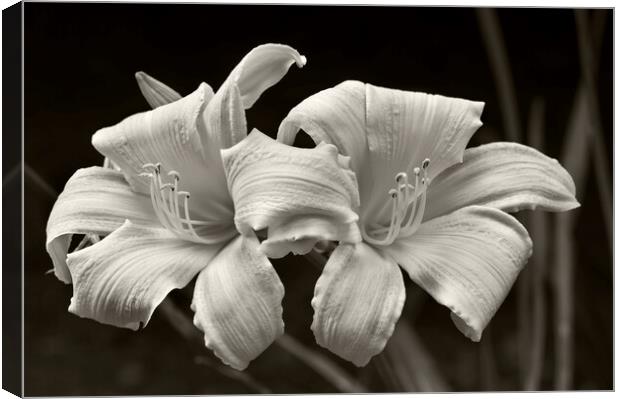 Daylily Canvas Print by Kevin Howchin