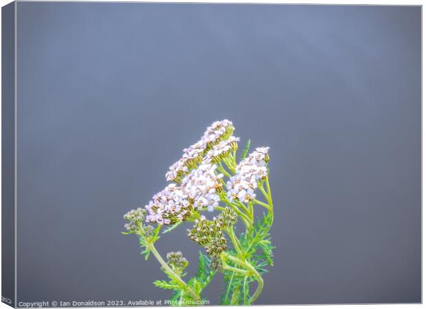 Yarrow Plant Canvas Print by Ian Donaldson