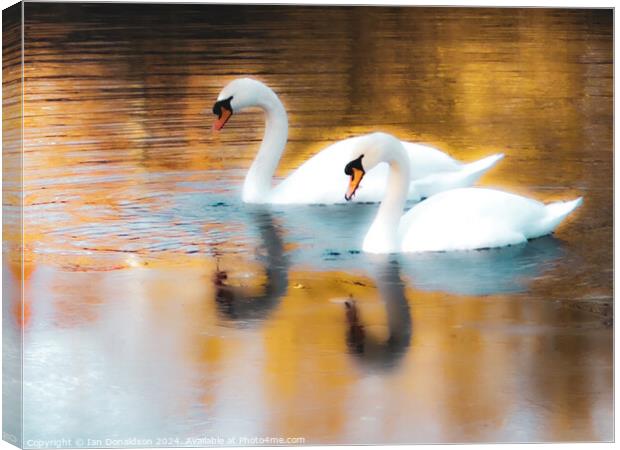 Swanning Around  Canvas Print by Ian Donaldson