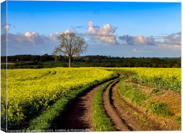 Rapeseed Canvas Print by Ian Donaldson