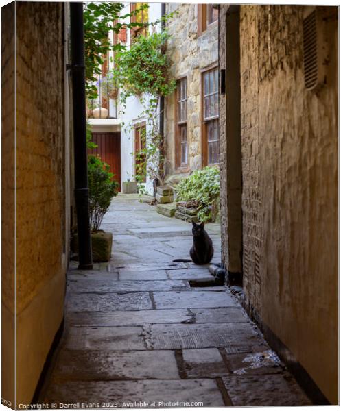 Black cat on guard Canvas Print by Darrell Evans