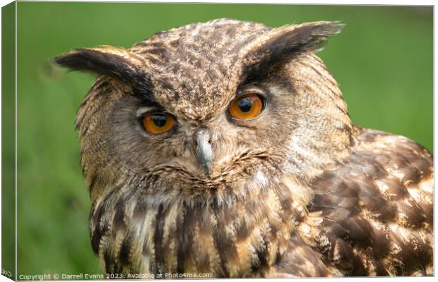 A close up of an owl Canvas Print by Darrell Evans