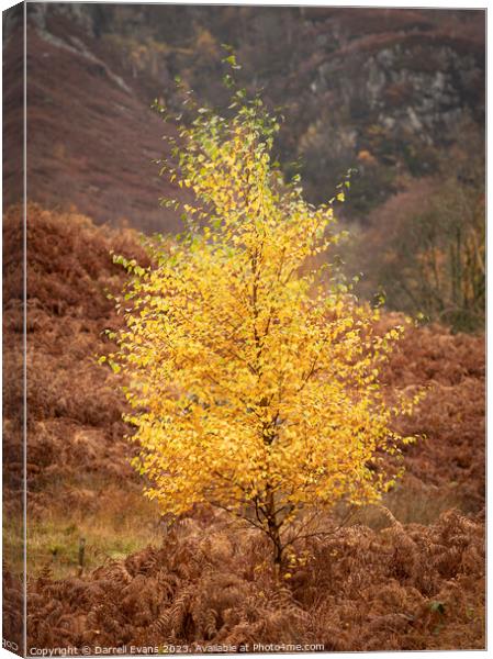 Glowing Birch Canvas Print by Darrell Evans