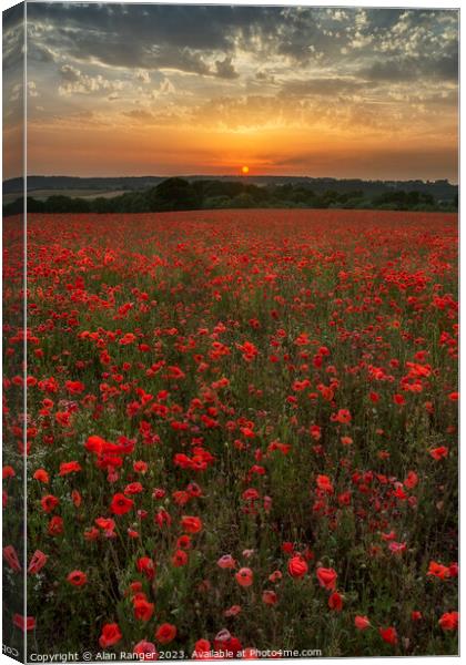 Poppy 6 Canvas Print by Alan Ranger