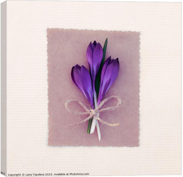 Spring card with purple crocuses  Canvas Print by Lana Topoleva