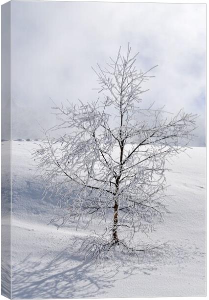 Winter tree Canvas Print by Geoff Weeks