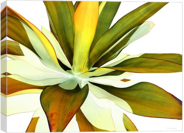 Warm Agave Plant Canvas Print by Sharon Cummings