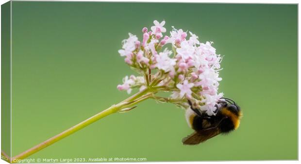 Hanging Around Canvas Print by Martyn Large