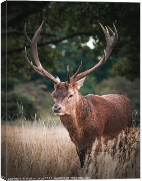 The great stag Canvas Print by Martyn Large