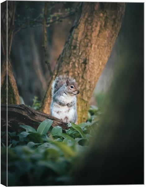 Squirrel looking for food  Canvas Print by Martyn Large